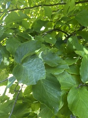 Parrotia