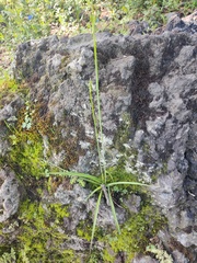 Echeandia flavescens
