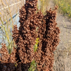 Rumex longifolius