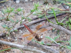 Brachythemis contaminata
