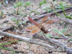 Brachythemis contaminata
