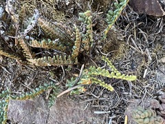 Myriopteris gracillima