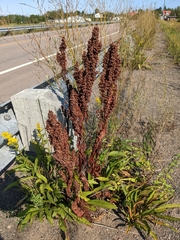 Rumex longifolius