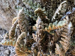 Myriopteris gracillima