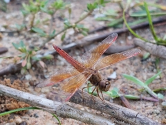 Brachythemis contaminata