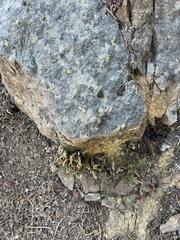 Myriopteris gracillima