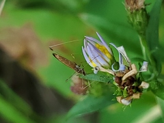 Berytidae