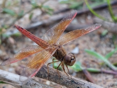Brachythemis contaminata
