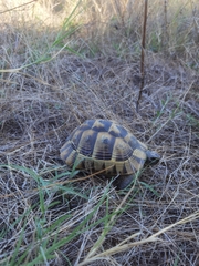 Testudo graeca