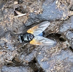 Mesembrina meridiana