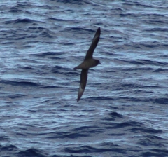 Pterodroma neglecta