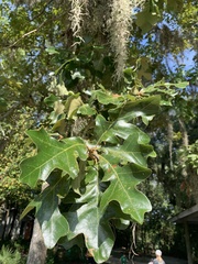 Quercus stellata