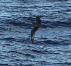 Pterodroma neglecta