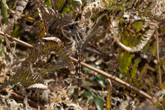 Adversaeschna brevistyla