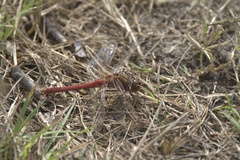 Sympetrum vulgatum