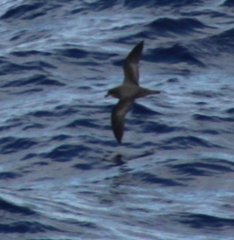 Pterodroma neglecta