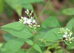 Ageratina
