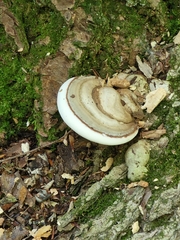 Ganoderma lobatum