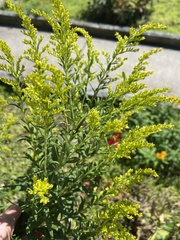 Solidago speciosa
