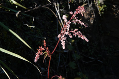 Astilbe