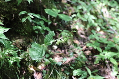 Epipactis helleborine