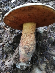 Suillellus luridus