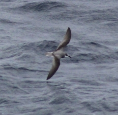 Pterodroma
