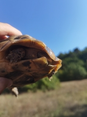 Testudo graeca
