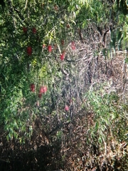 Melaleuca viminalis viminalis