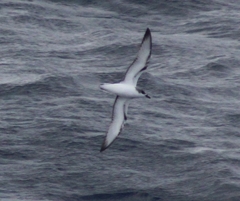 Pterodroma