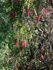 Melaleuca viminalis viminalis