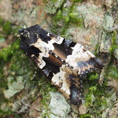 Phlogophora albovittata