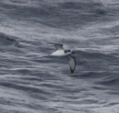 Pterodroma