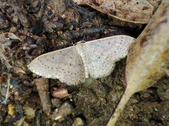 Idaea eugeniata