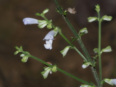 Salvia tashiroi