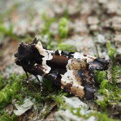 Phlogophora albovittata