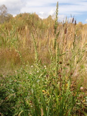 Beckmannia syzigachne