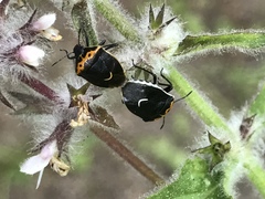 Cosmopepla conspicillaris