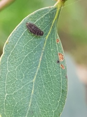 Apolinus lividigaster