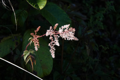 Astilbe
