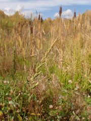 Beckmannia syzigachne