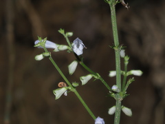 Salvia tashiroi