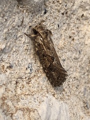 Acrolophus popeanella