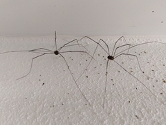 Leiobunum