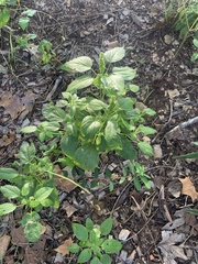 Acalypha ostryifolia