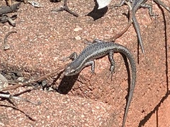 Cryptoblepharus buchananii