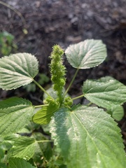 Acalypha ostryifolia