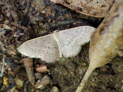 Idaea eugeniata