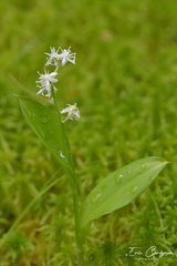 Maianthemum trifolium