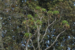 Pittocaulon praecox